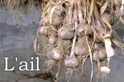 Image : Ail  - Gousses et têtes d'ail
