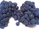 Fermentation