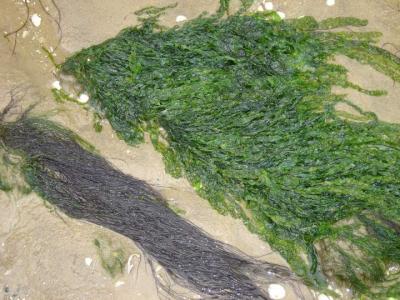 Image : Algues - algues dans le sable