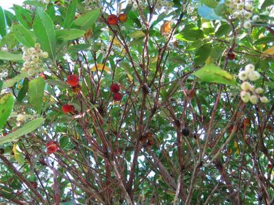 Photo : arbousier et ses fruits