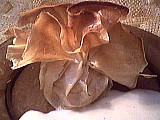 Image : Mouler, moulage 