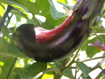 Image : Aubergine - 