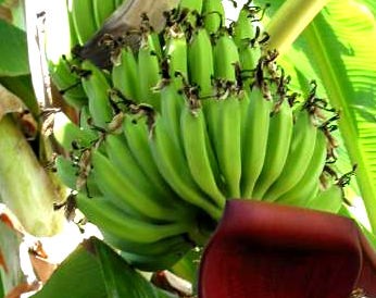 Photo : Banane
