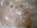 Poolish