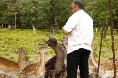 Photo : biche et sa famille