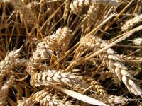 Farine de blé dur
