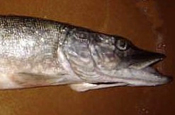 Image : Brochet - tête de brochet