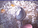Image : Dégraisser