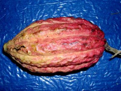 Image : Cacao - une cabosse