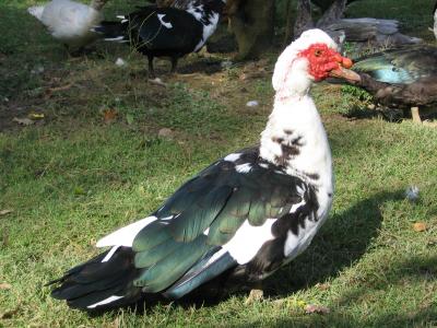 Photo : Canard