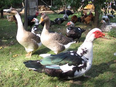 Image : Canard gras (engraissé) - canard et vie de la ferme