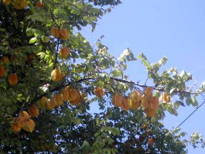Photo : carambolier