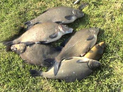 Image : Carpe - carpes