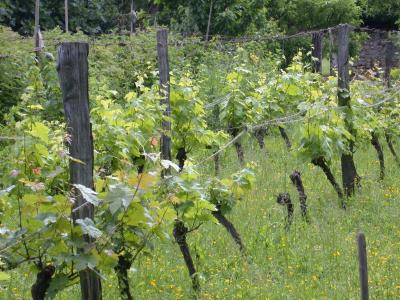 Image : Langage du vin (b)