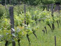 Langage du vin (b)