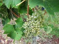 Langage du vin (C)