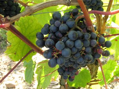 Image : Langage du vin (a)