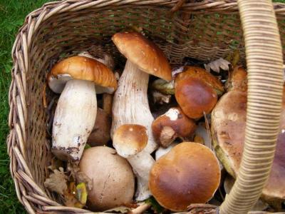 Fiche de cuisine : Cèpes