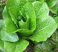 Chlorophylle