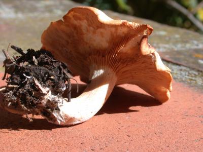 Photo : chanterelle ou girolle