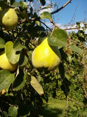 Image : Coing - Cognassier et ses fruits