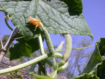 Photo : Cornichons