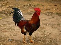 Gallinacé