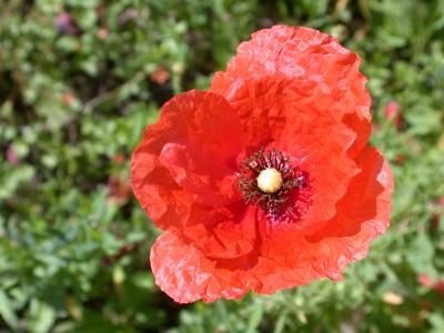 Image : Coquelicot - Coquelicot