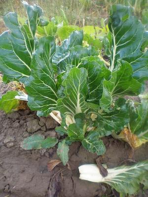 Photo : Plant de bette