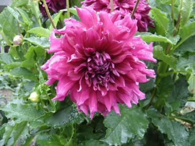 Photo : plan de dahlia