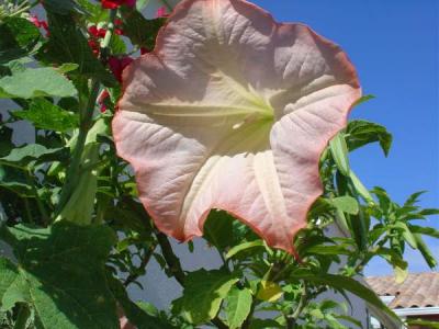 Datura
