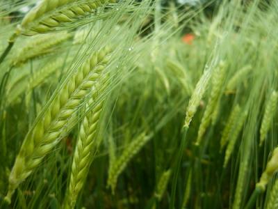 Photo : orge