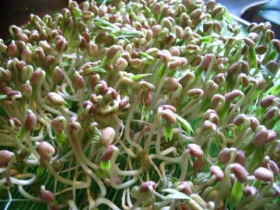 Photo : Graines de soja