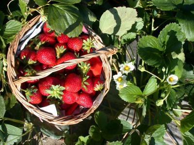 Image : Fraise - panier de fraises