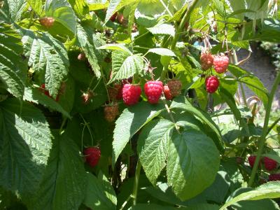 Image : Framboises - framboisier