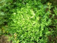 Chicorée frisée