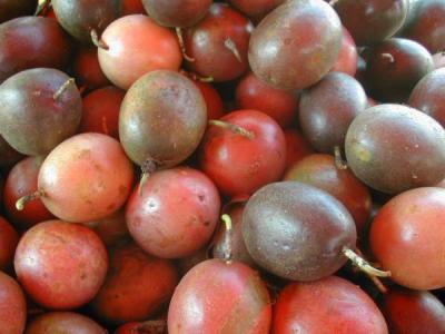 Image : Fruit de la passion ou Grenadille  - Fruits de la passion