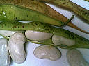 Haricots blancs