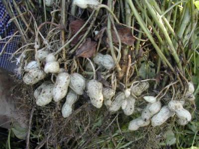 Photo : Cacahuètes