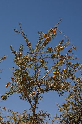 Image : Huile d'Argan  - arganier