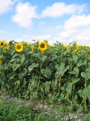 Photo : Champs de tournesol 