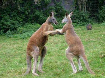 Photo : kangourous