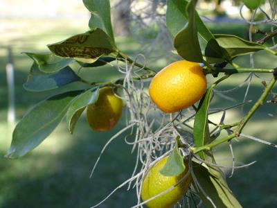 Photo : kumquat