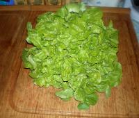 Laitue feuille de chêne