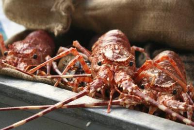 Image : Langouste  - Langoustes
