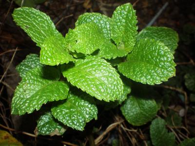 Photo : menthe