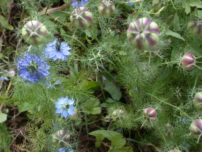 Image : Nigelle - nigelles