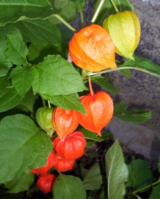 Photo : Physalis