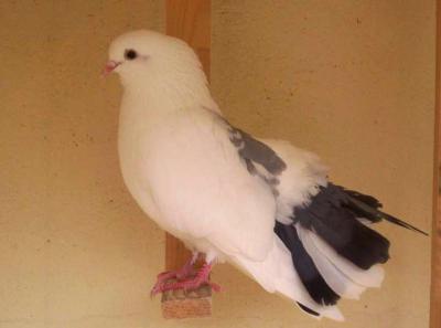 Image : Pigeon, palombe, ramier, bizet  - Pigeons