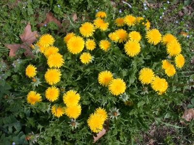 Image : Pissenlit (Taraxacum officinale) - Pissenlit